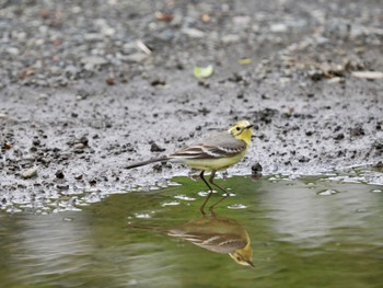 Citrine Wagtail Miyakejima Island Mon, 4/29/2024