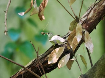 Ijima's Leaf Warbler Miyakejima Island Sun, 4/28/2024