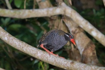 2024年5月1日(水) 国頭村(沖縄県)の野鳥観察記録