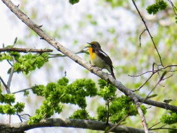 Sat, 5/11/2024 Birding report at Nishioka Park