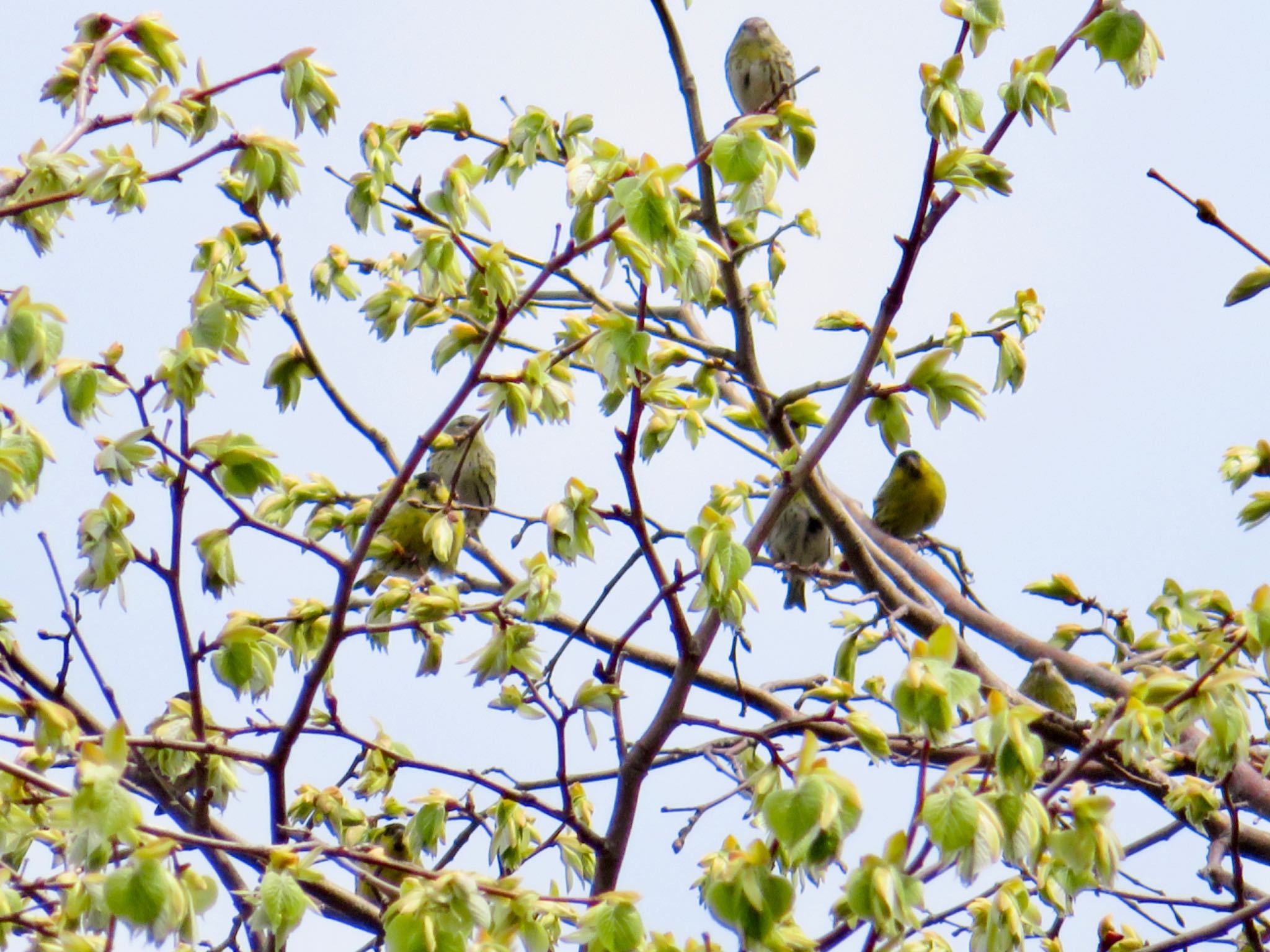 Photo of Eurasian Siskin at Nishioka Park by ユウ@道民