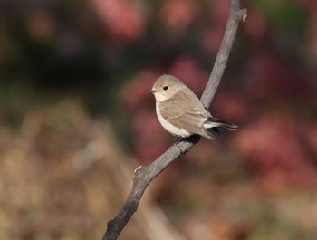 Red-breasted Flycatcher 横浜市 Thu, 1/3/2019