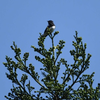 Blue-and-white Flycatcher 日向渓谷 Sat, 5/11/2024