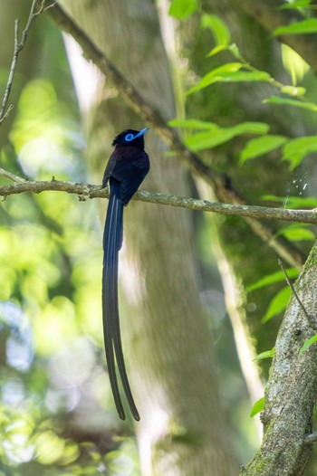 Black Paradise Flycatcher Unknown Spots Fri, 5/10/2024