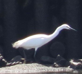 Little Egret 荒川河川敷 Sat, 5/11/2024