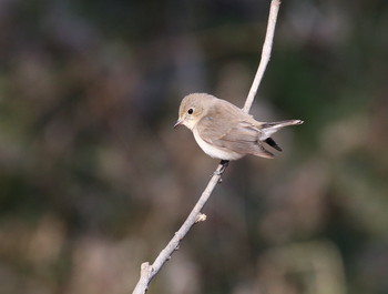 Red-breasted Flycatcher 横浜市 Thu, 1/3/2019