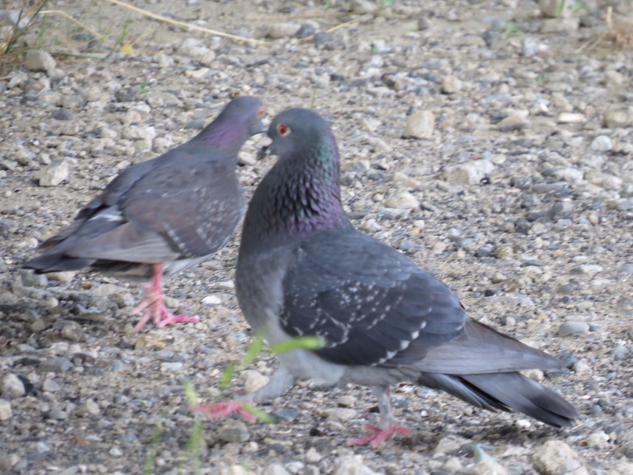 荒川河川敷 カワラバトの写真 by Haruki🦜