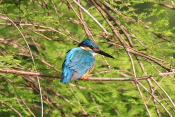 カワセミ 昆陽池公園 2024年5月11日(土)