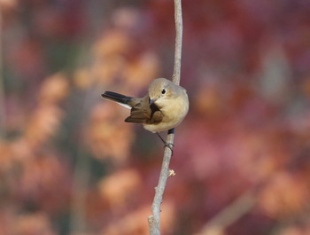 Red-breasted Flycatcher 横浜市 Thu, 1/3/2019