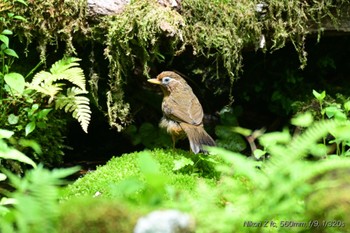 ガビチョウ 丸火自然公園 2024年5月11日(土)