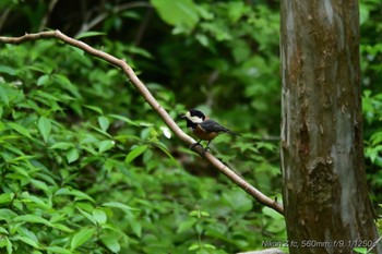 Varied Tit 丸火自然公園 Sat, 5/11/2024