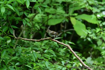 Eastern Crowned Warbler 丸火自然公園 Sat, 5/11/2024