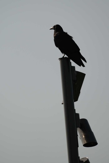 2024年5月10日(金) 江津湖の野鳥観察記録