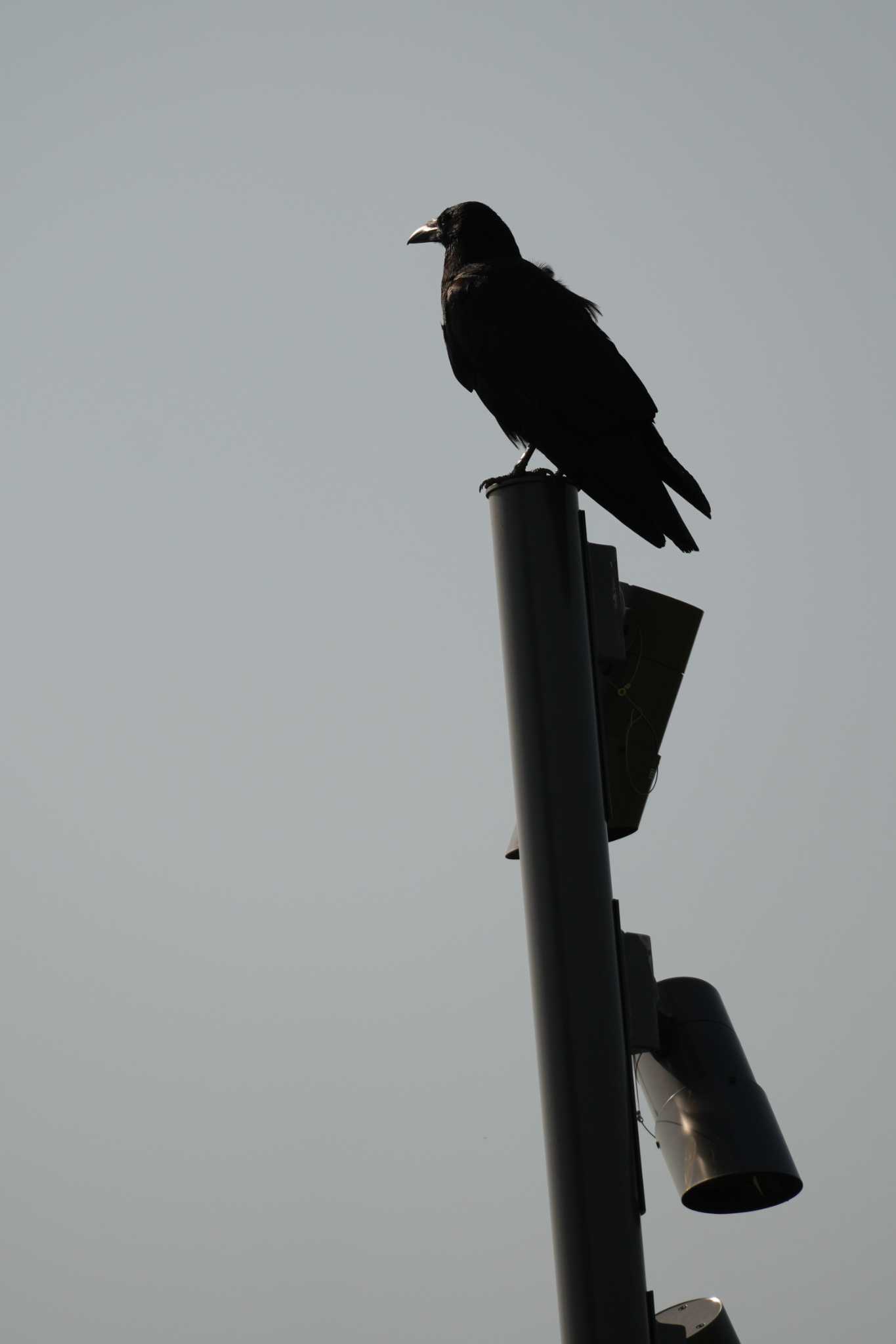 Carrion Crow