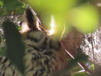 2024年3月17日(日) 中里公園(寒川町)の野鳥観察記録