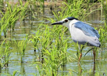 2024年5月11日(土) 利根川周辺の野鳥観察記録