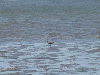 Far Eastern Curlew Kasai Rinkai Park Sat, 5/11/2024