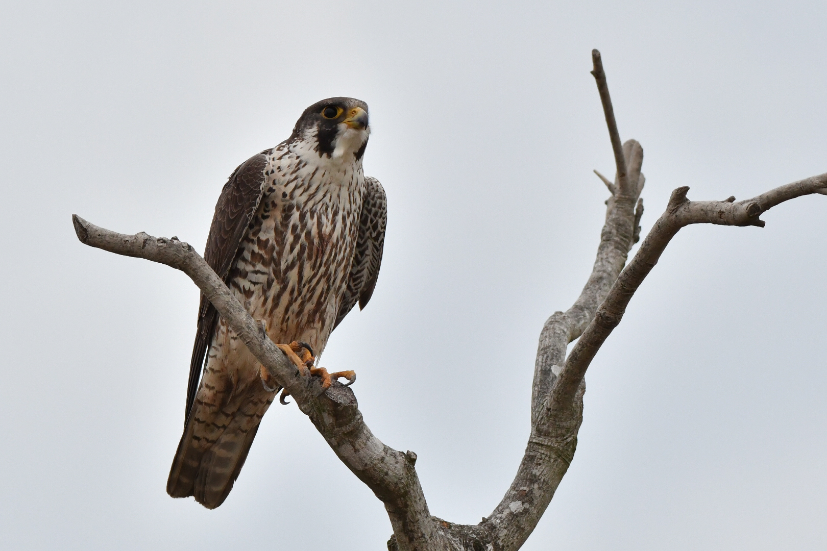 Photo of Peregrine Falcon at  by 倶利伽羅