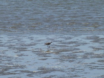 Far Eastern Curlew Kasai Rinkai Park Sat, 5/11/2024