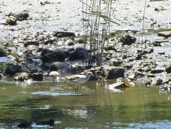 Sat, 5/11/2024 Birding report at Kasai Rinkai Park