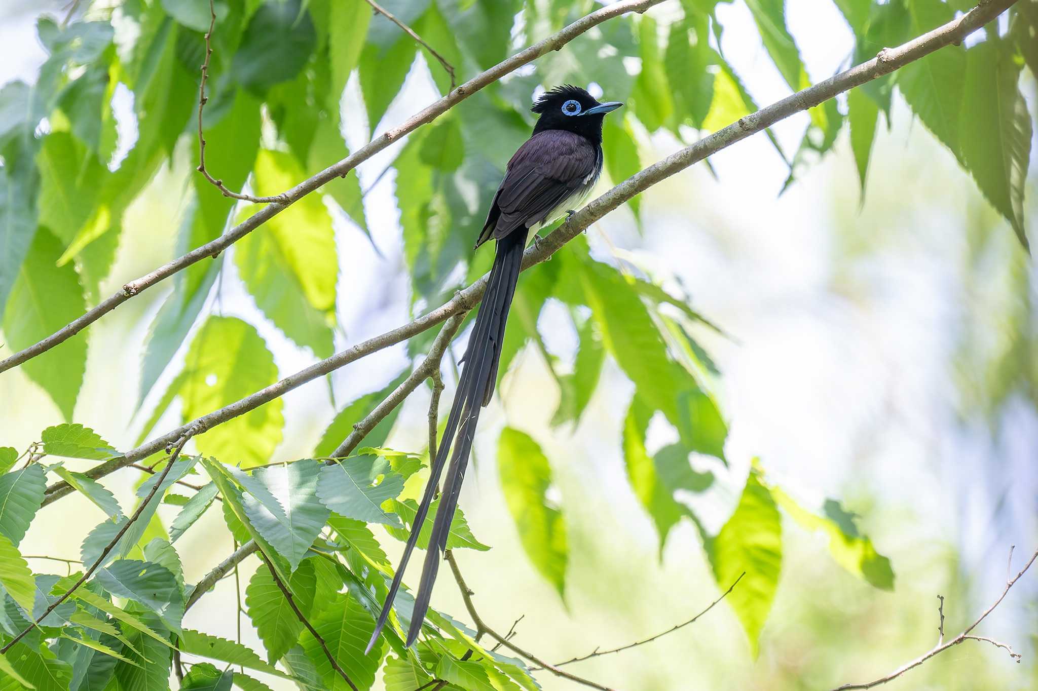 Black Paradise Flycatcher