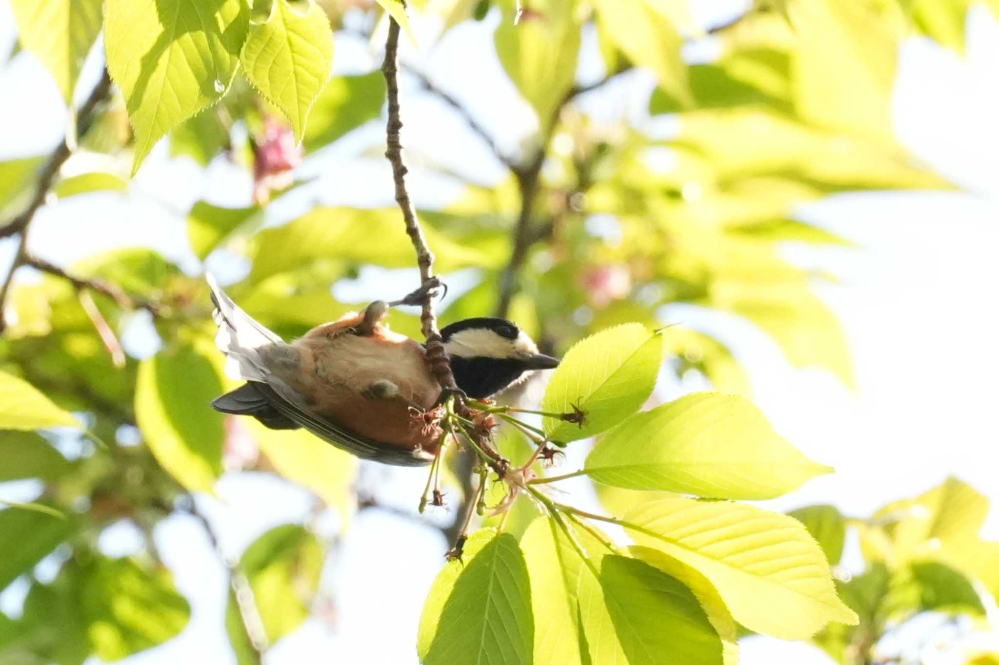Photo of Varied Tit at 埼玉県 by どばと