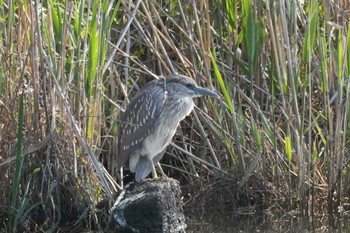 ゴイサギ 舎人公園 2024年4月11日(木)