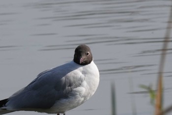 ユリカモメ 舎人公園 2024年4月11日(木)