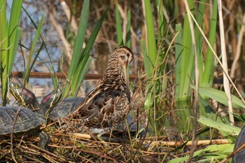 タシギ 舎人公園 2024年4月11日(木)