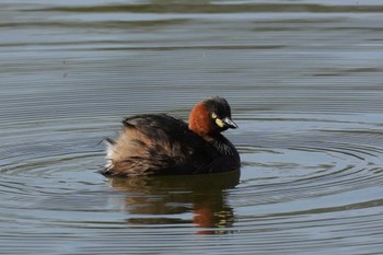 カイツブリ 舎人公園 2024年4月11日(木)