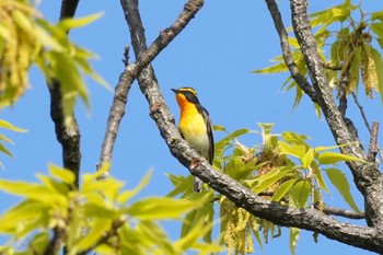 キビタキ 埼玉県 2024年4月13日(土)