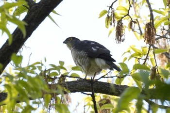 Japanese Sparrowhawk 埼玉県 Sat, 4/13/2024