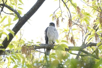 Japanese Sparrowhawk 埼玉県 Sat, 4/13/2024