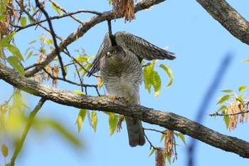 Japanese Sparrowhawk 埼玉県 Sat, 4/13/2024