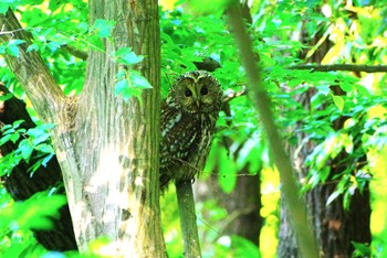 Ural Owl 厚木七沢森林公園 Sat, 5/11/2024