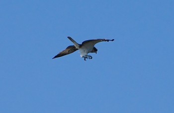 2024年5月11日(土) 大和川の野鳥観察記録