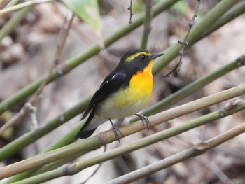 2024年5月11日(土) 西岡公園(西岡水源地)の野鳥観察記録