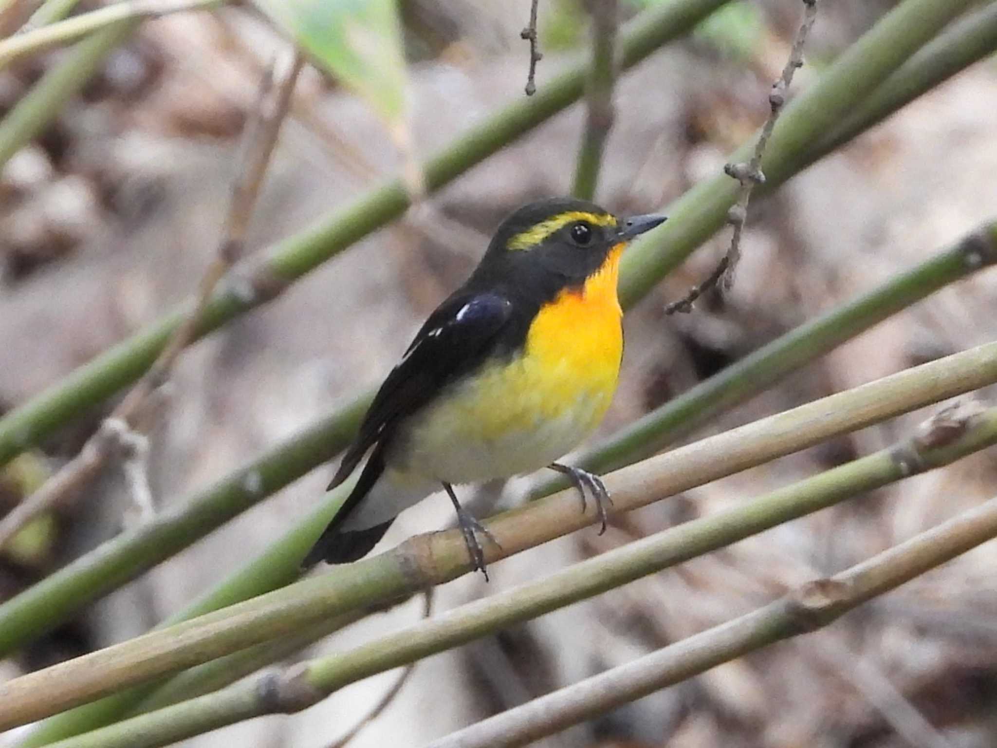 Narcissus Flycatcher