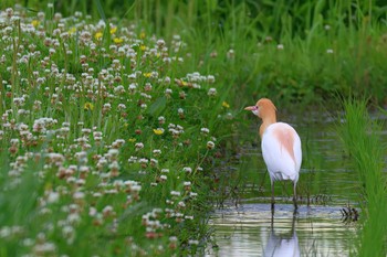 アマサギ 浮島ヶ原自然公園 2024年5月9日(木)