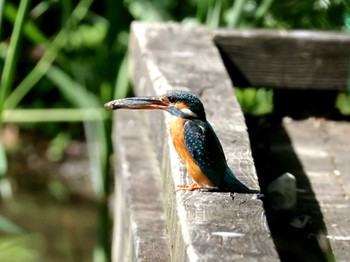 Common Kingfisher ギャザリアビオガーデン　フジクラ木場千年の森 Sat, 5/11/2024