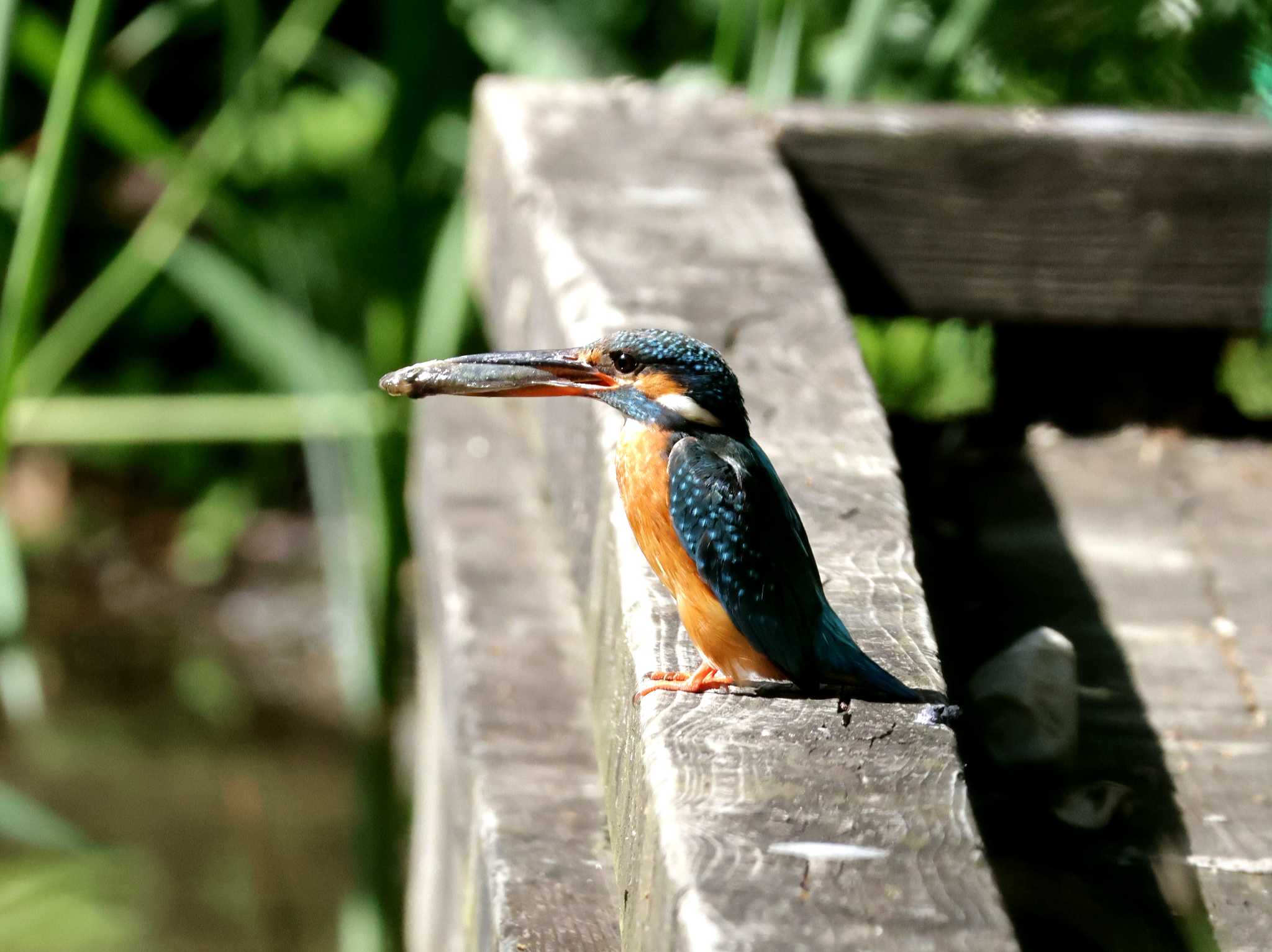 Photo of Common Kingfisher at ギャザリアビオガーデン　フジクラ木場千年の森 by しろくま