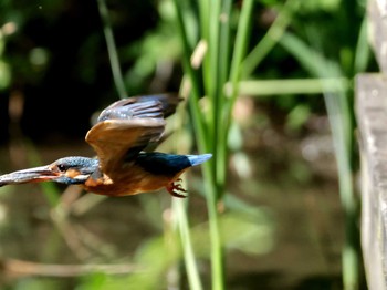 Common Kingfisher ギャザリアビオガーデン　フジクラ木場千年の森 Sat, 5/11/2024