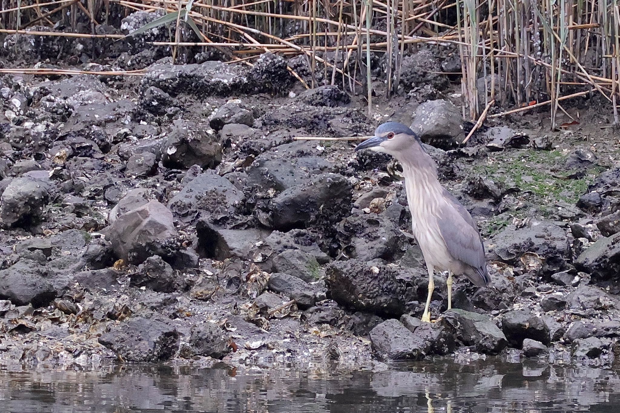 Black-crowned Night Heron