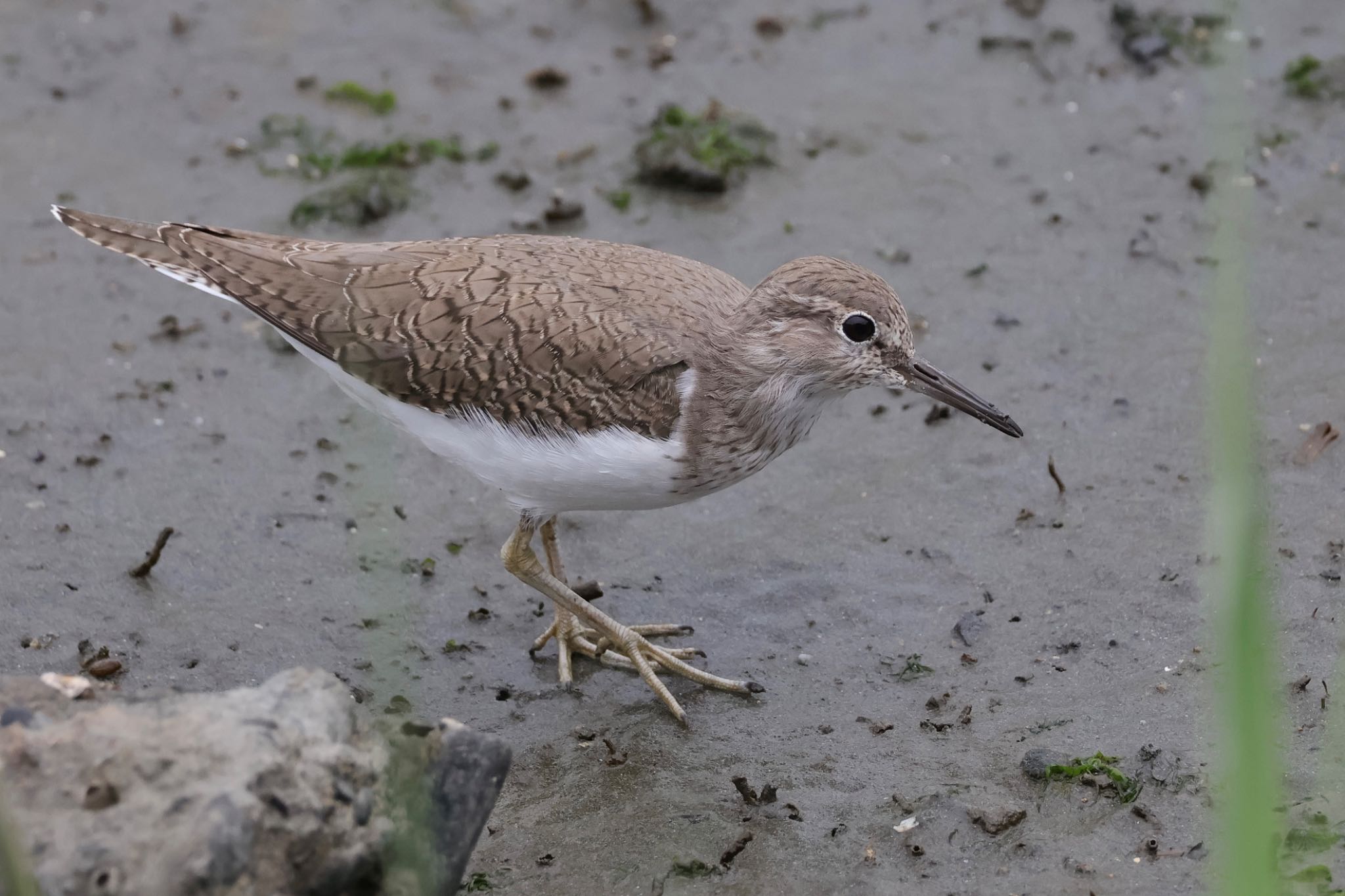 Common Sandpiper