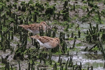 タシギ 東京港野鳥公園 2024年4月27日(土)