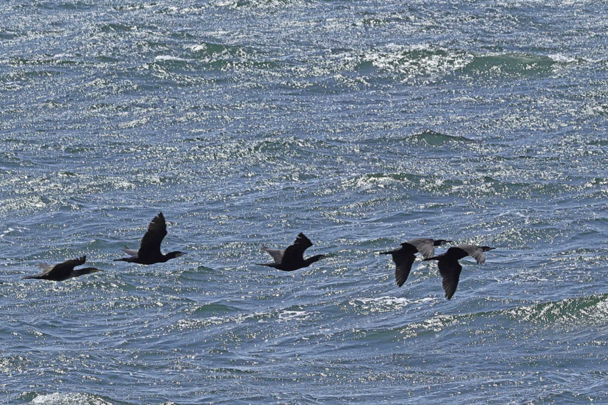 Great Cormorant