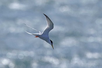 Sat, 5/11/2024 Birding report at 日の出海岸沿い緑道(浦安市)