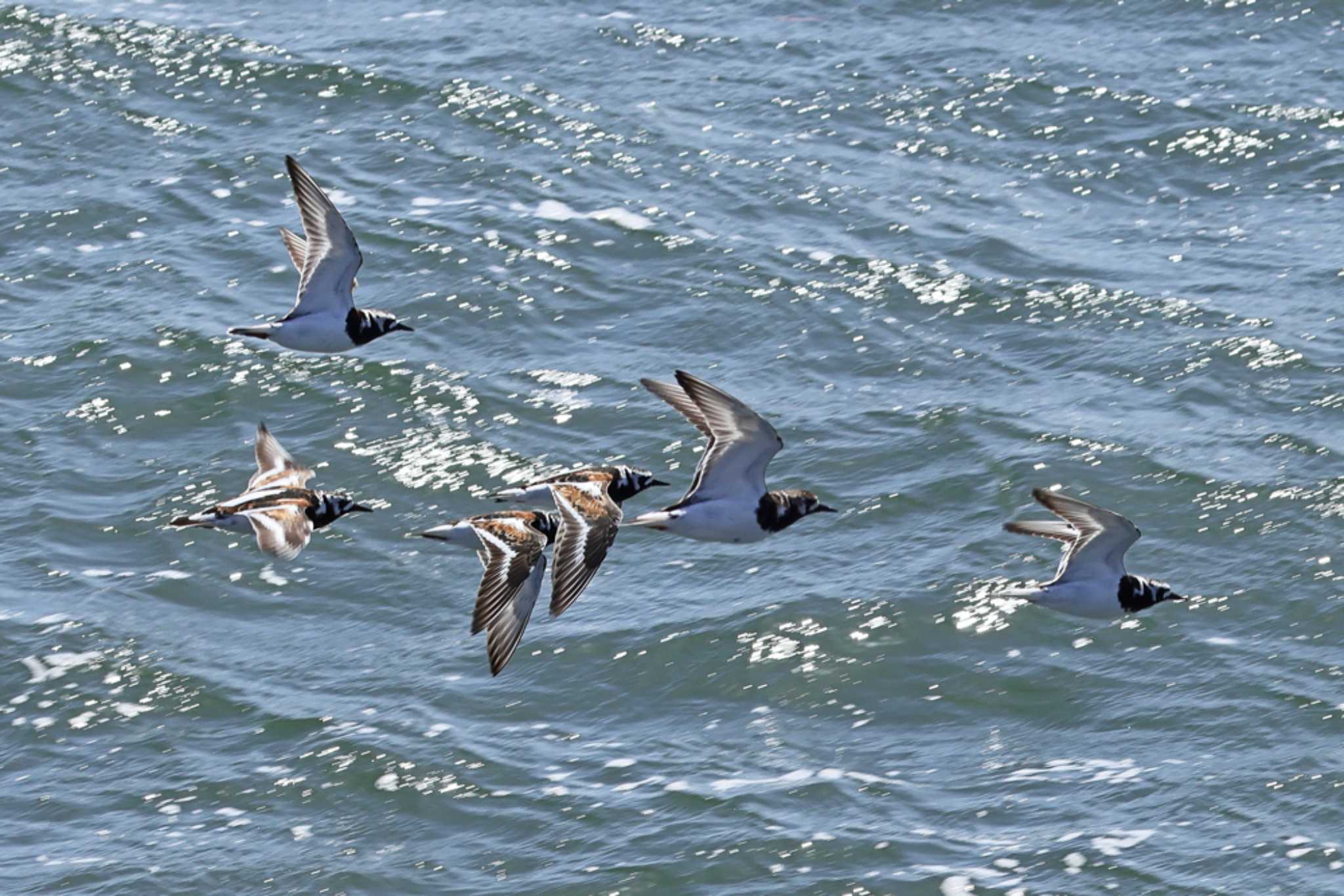 Ruddy Turnstone