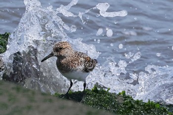 Sanderling 日の出海岸沿い緑道(浦安市) Sat, 5/11/2024