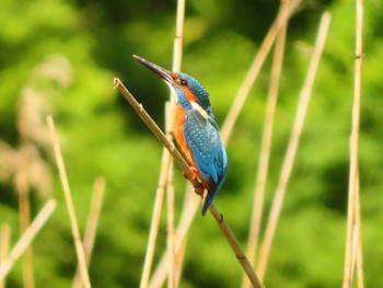 Common Kingfisher Shakujii Park Sat, 5/11/2024